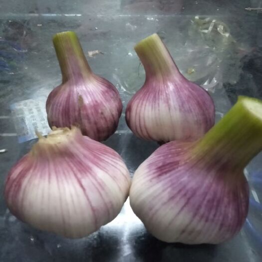 宁陵县红皮蒜 早熟大蒜