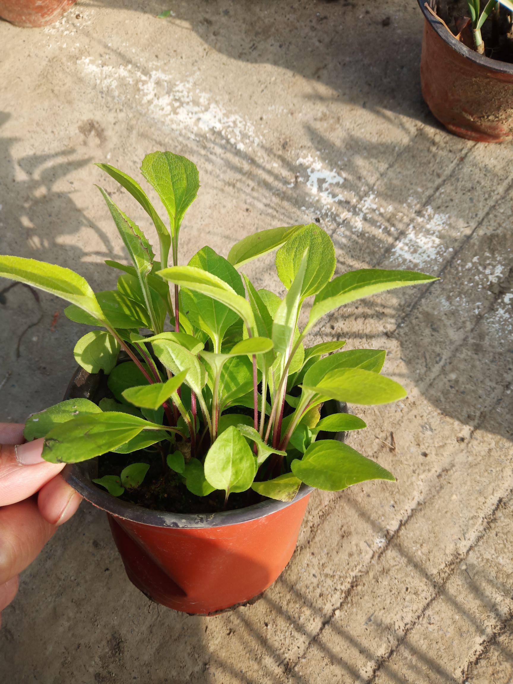 松果菊花苗  松果菊