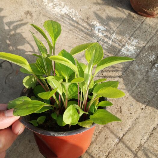 常州松果菊花苗  松果菊