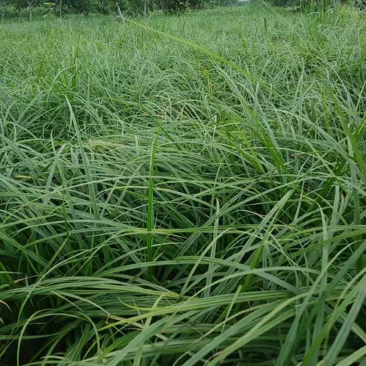 石家庄草  崂山苔草，玉簪，莺尾