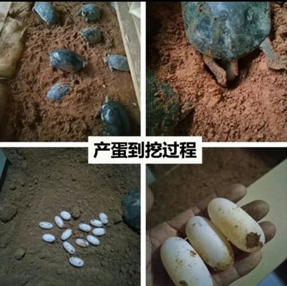 乌龟蛋  新鲜龟蛋……