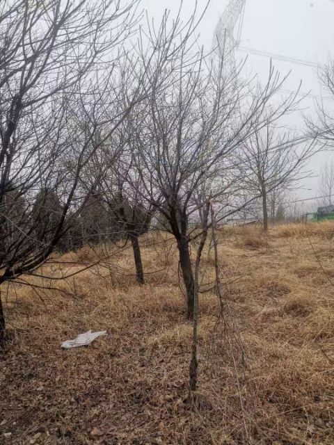  黄栌