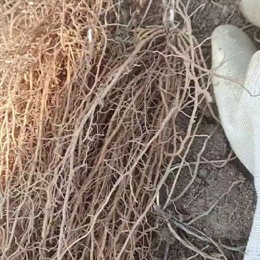清原县威灵仙种苗  威灵仙二年苗