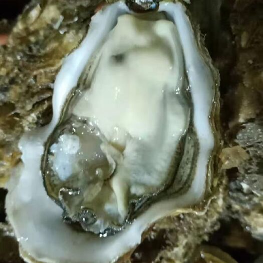 南充奥林匹亚牡蛎 生蚝