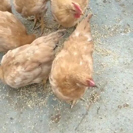 崇阳县三黄鸡