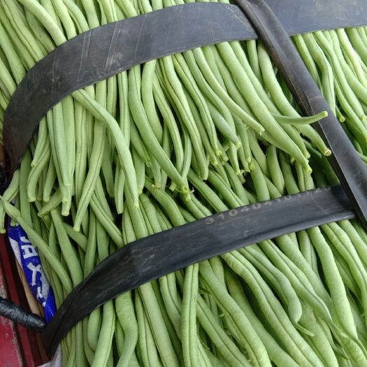 夹江县无筋豆角  产地代办有限公司，