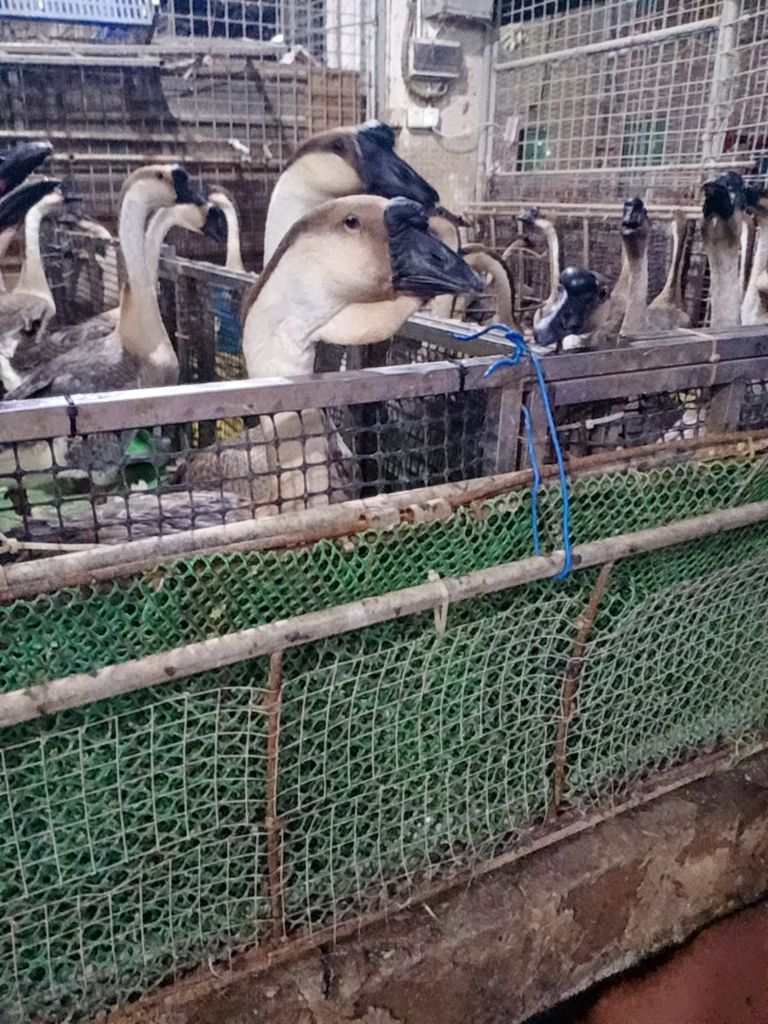 狮头鹅