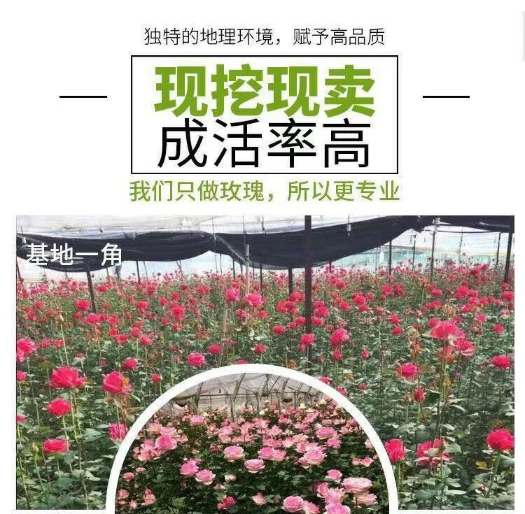 玫瑰切花苗 云南基地直供正宗玫瑰花苗月季切花种苗绿化工程花苗