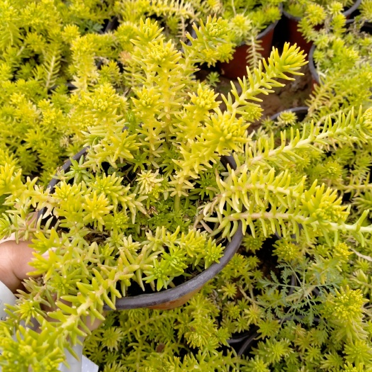 青州市地被植物金叶佛甲草，金叶佛甲草价格，金叶佛甲草绿化用途