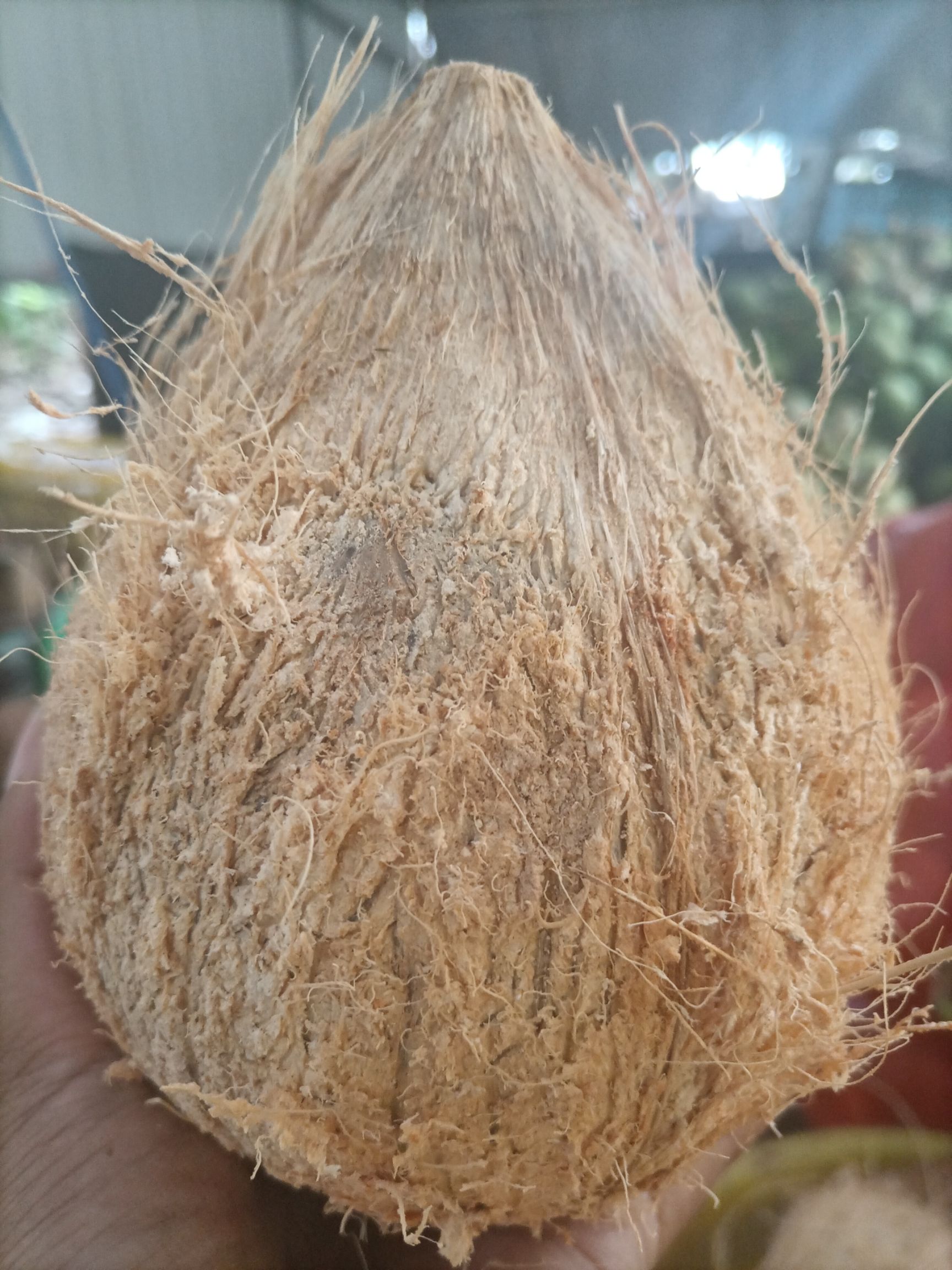 海南特产新鲜椰子批发老椰子特产水果毛椰子，（厂家直销）