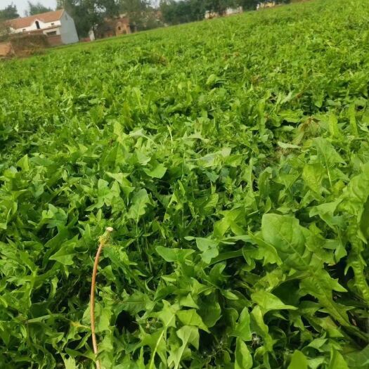 单县蒲公英茶  蒲公英叶茶