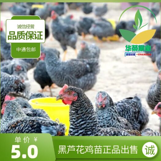 南宁芦花鸡苗 黑芦花鸡鸡苗，品质保证，诚信经营，包打疫苗支持全国发货
