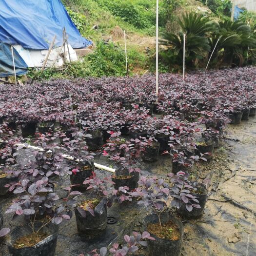 梧州双面红 袋苗红继木