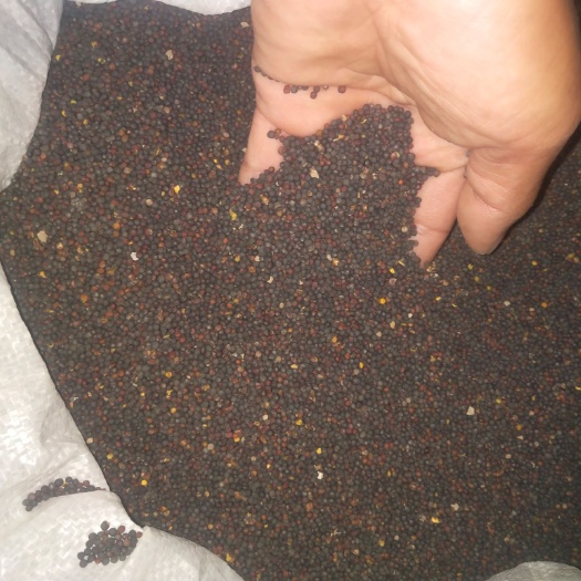 颍上县油菜籽含油量35到40