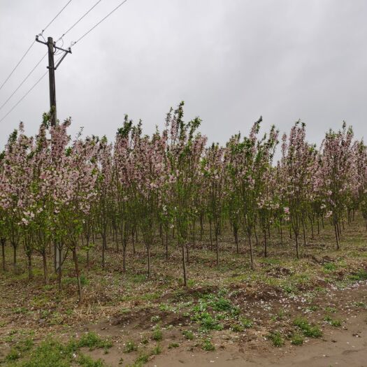 滦南县西府海棠5公分以上