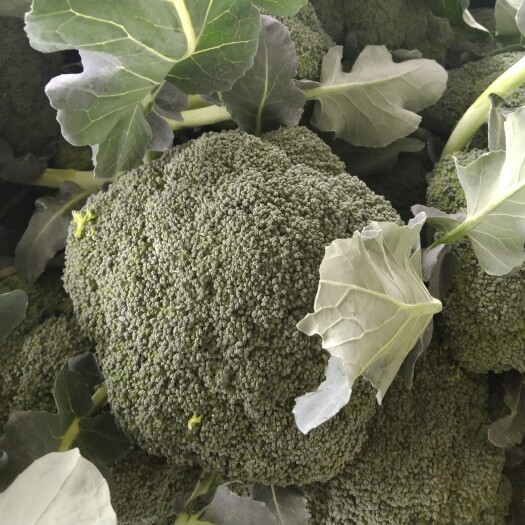 扶沟县优秀西兰花 代收购优质西蓝花