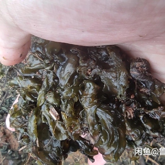 上高县地皮菜山珍美味