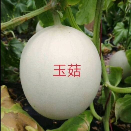 莘县玉菇甜瓜 水果中的冰淇淋 糯甜多汁 咬上一口 满满的幸福感
