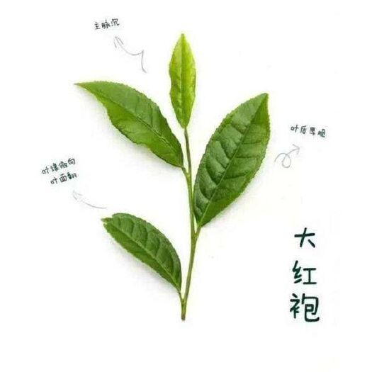 深圳 大红袍
