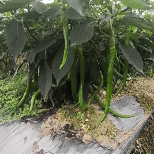 上林县8号线椒