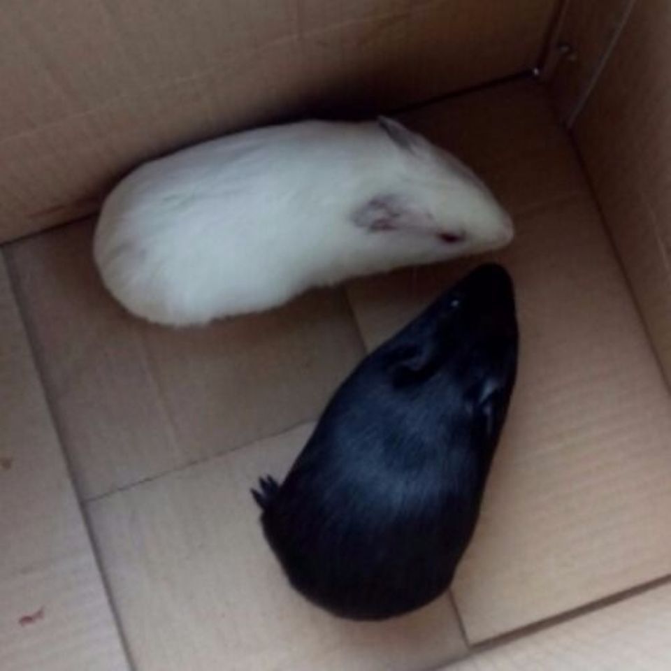 荷兰鼠 全国包邮成年黑色白色荷兰猪