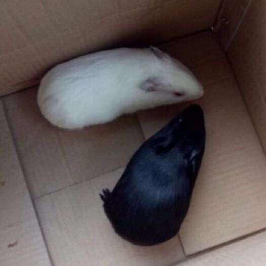 岳池县荷兰鼠 全国包邮成年黑色白色荷兰猪