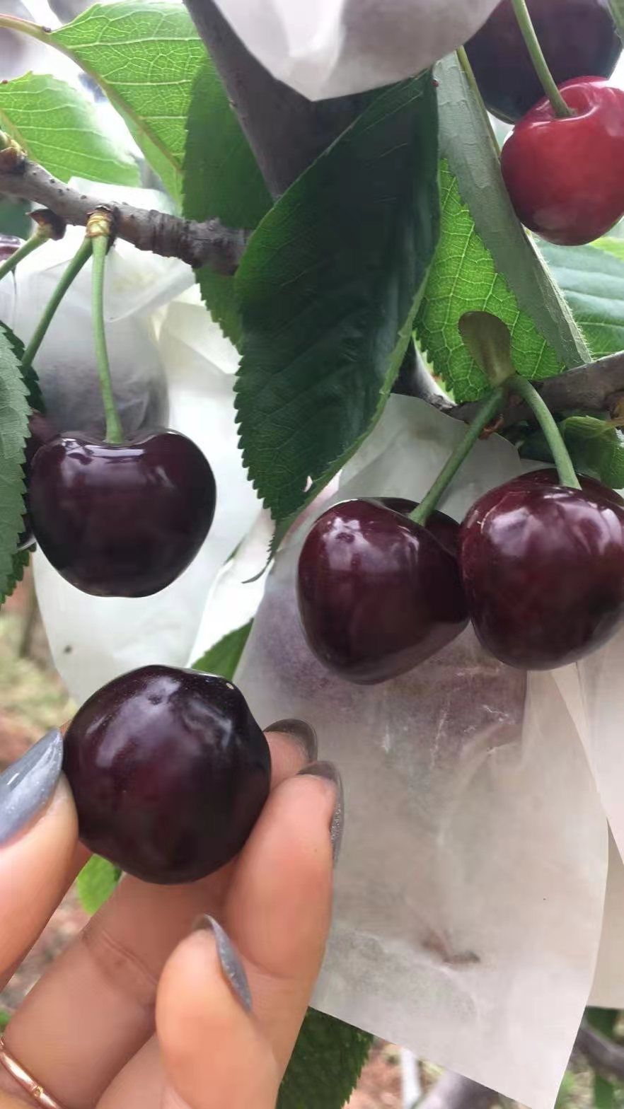 大紫樱桃苗  金瑞一号车厘子苗，成熟早提前上次，适合底海拔种