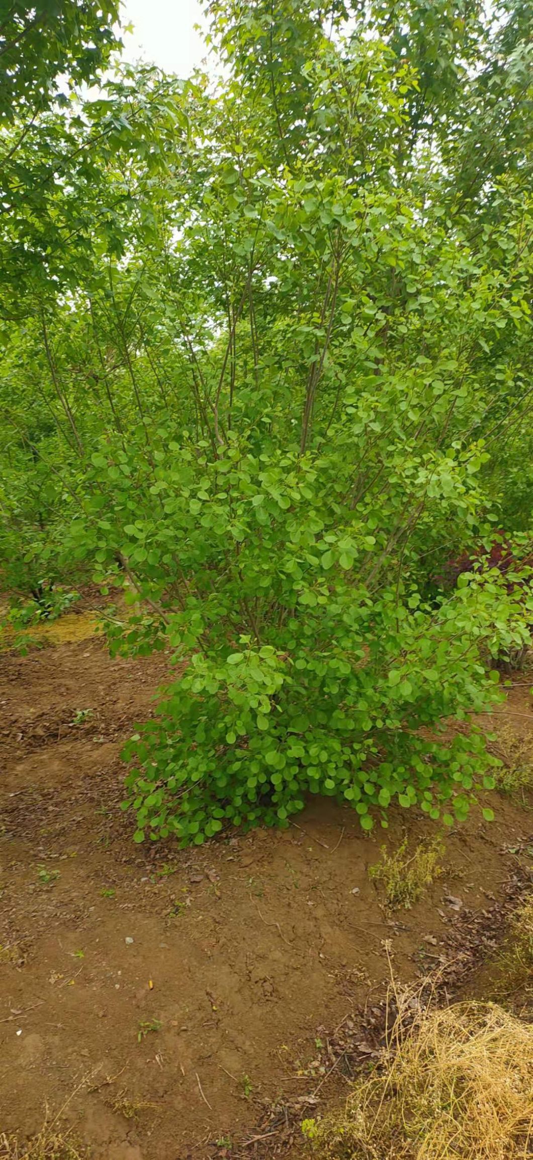  丛生黄栌