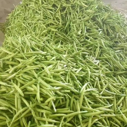 淄博新鲜黄花菜，金针菜基地供应