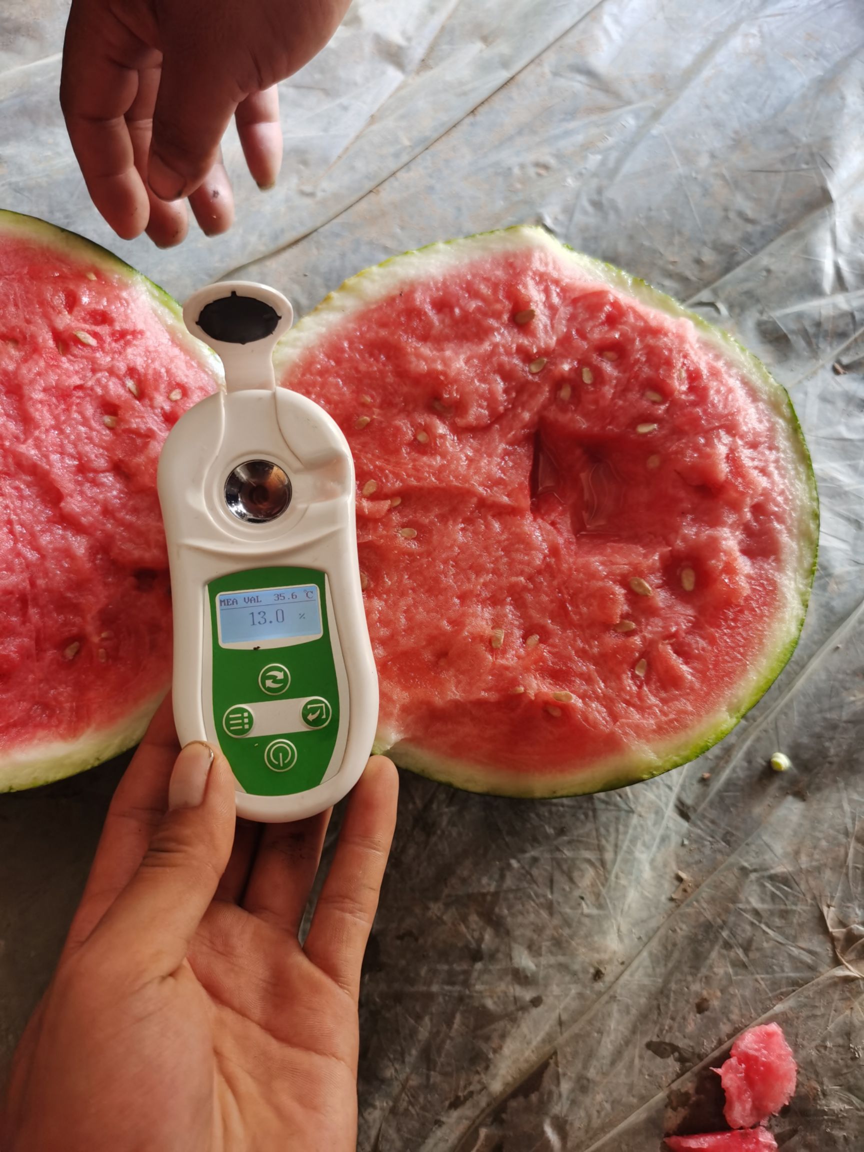 麒麟西瓜，头茬无籽，熟度好！个圆超甜，糖度高！大棚种植！