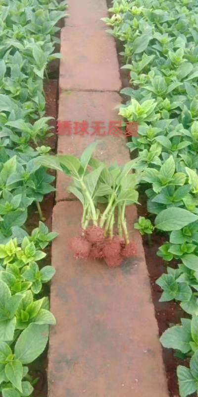 无尽夏绣球  绣球苗