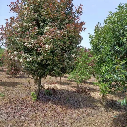 郎溪县高杆红叶石楠  地径七公分的红叶石楠，低价大量供应中，欢迎实地采购！