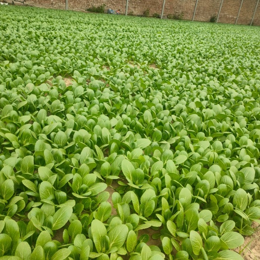 曹县上海青油菜！自家种植蔬菜口感华润，欢迎新老客户前来选购