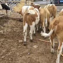 济宁鲁西黄牛，肉牛。花牛