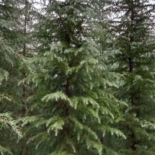 南京直叶雪松  雪松