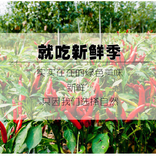 贵港小米椒  小米辣