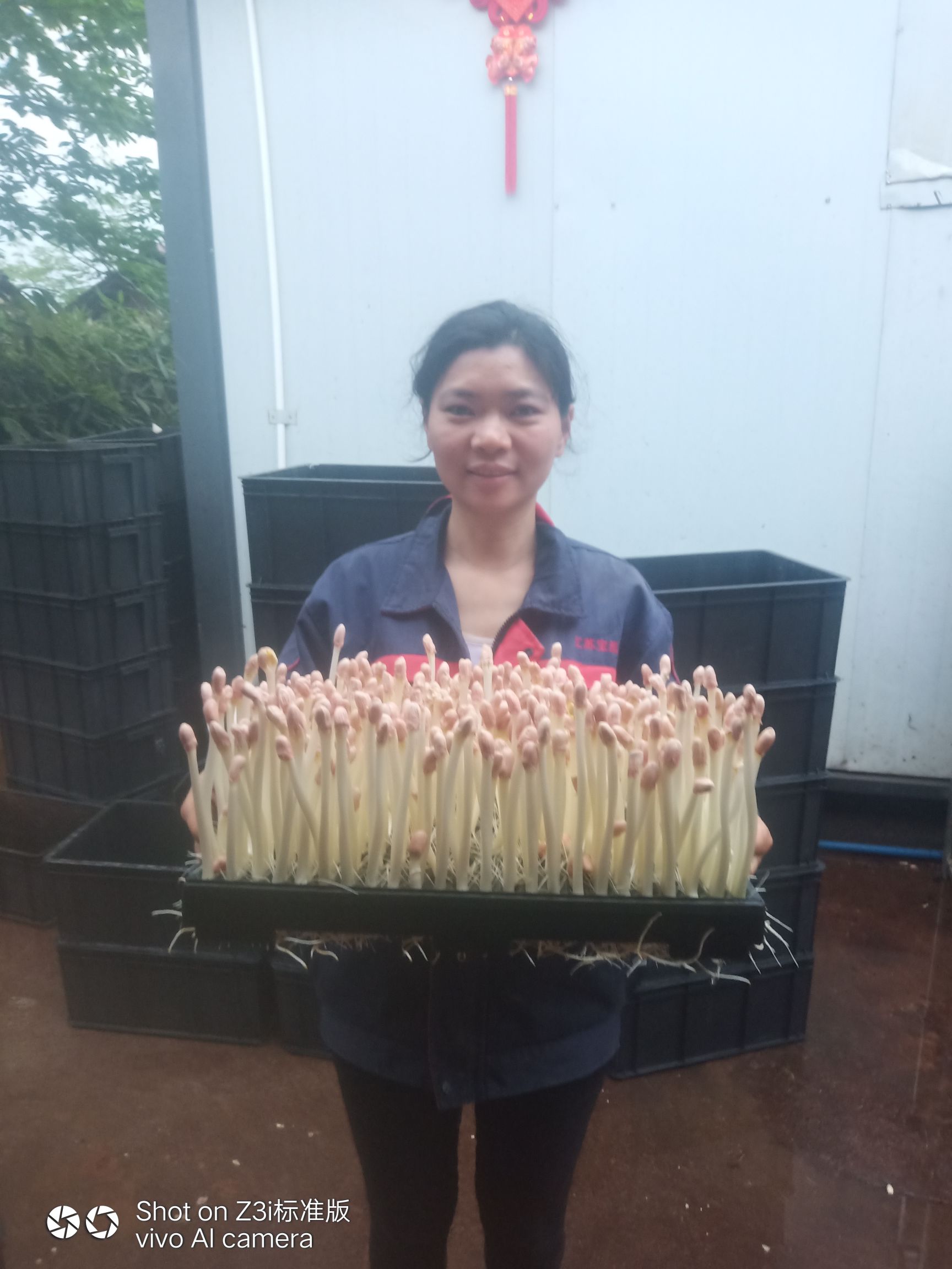 奉新县 花生芽、有机芽苗菜基地直供