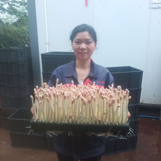 奉新县 花生芽、有机芽苗菜基地直供
