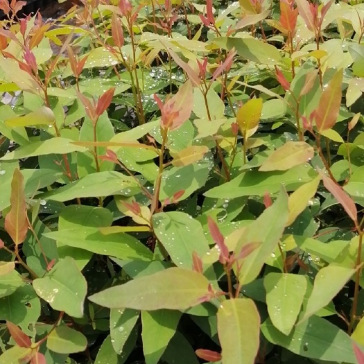 遂溪县DH3229桉树 0.5米以下 