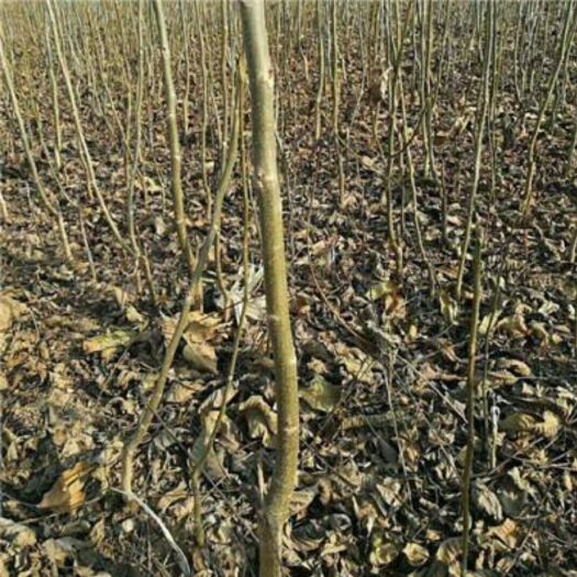 赞皇县核桃苗 2年核桃种苗，2万株出售