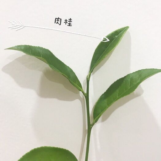 深圳 武夷岩茶【肉桂】