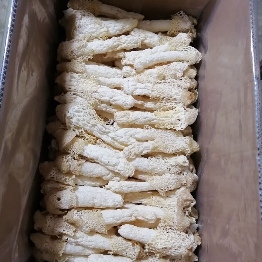 织金县织金竹荪  贵州织金清香型优质红托竹荪产地供应，农户自产自销