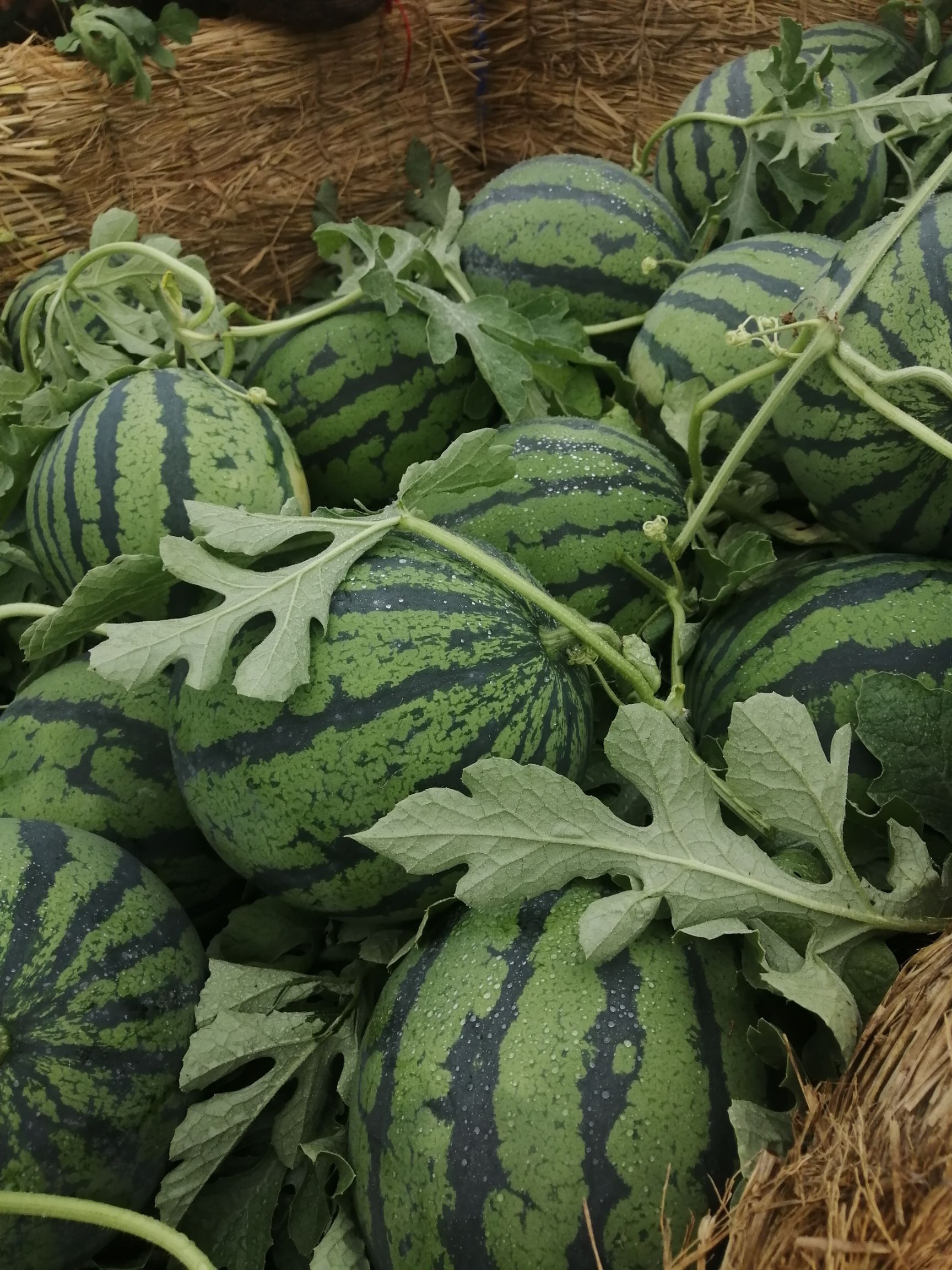 京欣西瓜  京欣 嘉年华大棚头茬有籽 薄皮 红壤少量黑籽