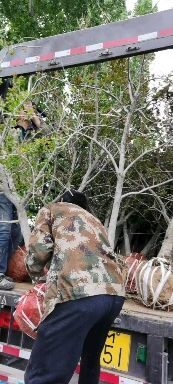 绛县突尼斯软籽石榴树苗  六至十公分石榴树