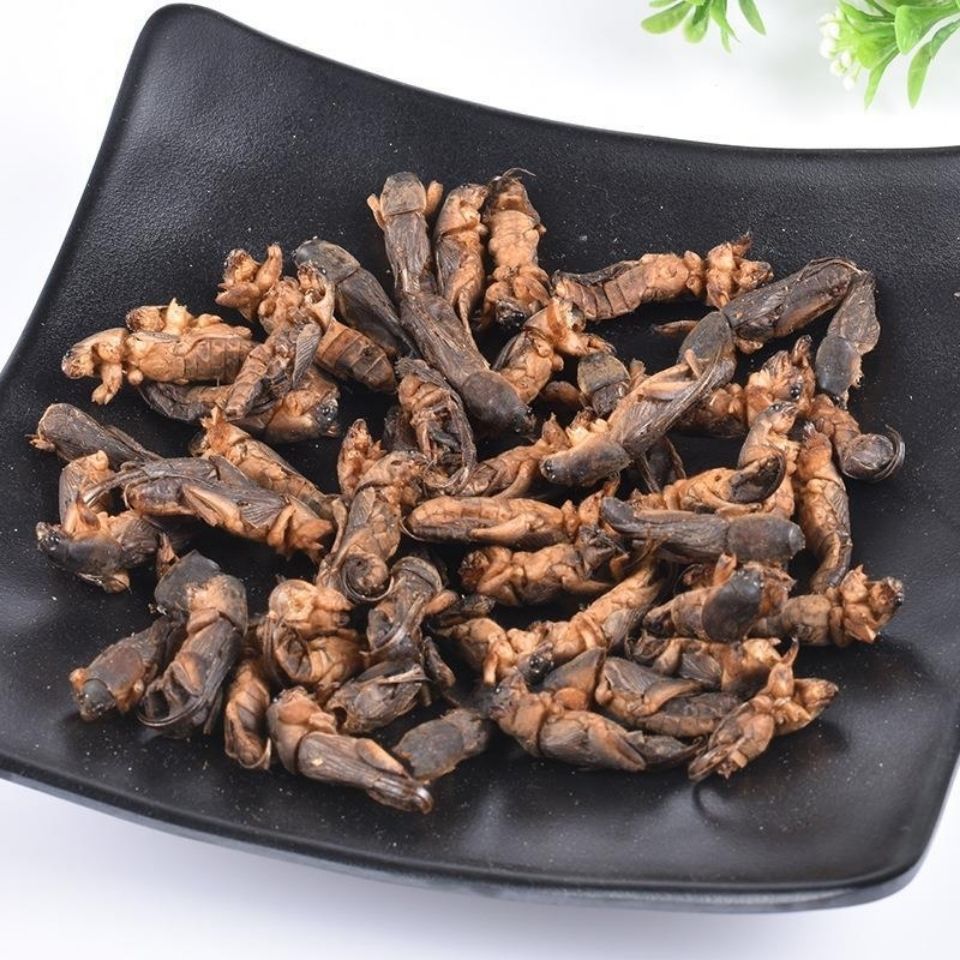 蝼蛄 正品中药材  干品 土狗 拉拉狗 拉拉蛄 多规格包邮