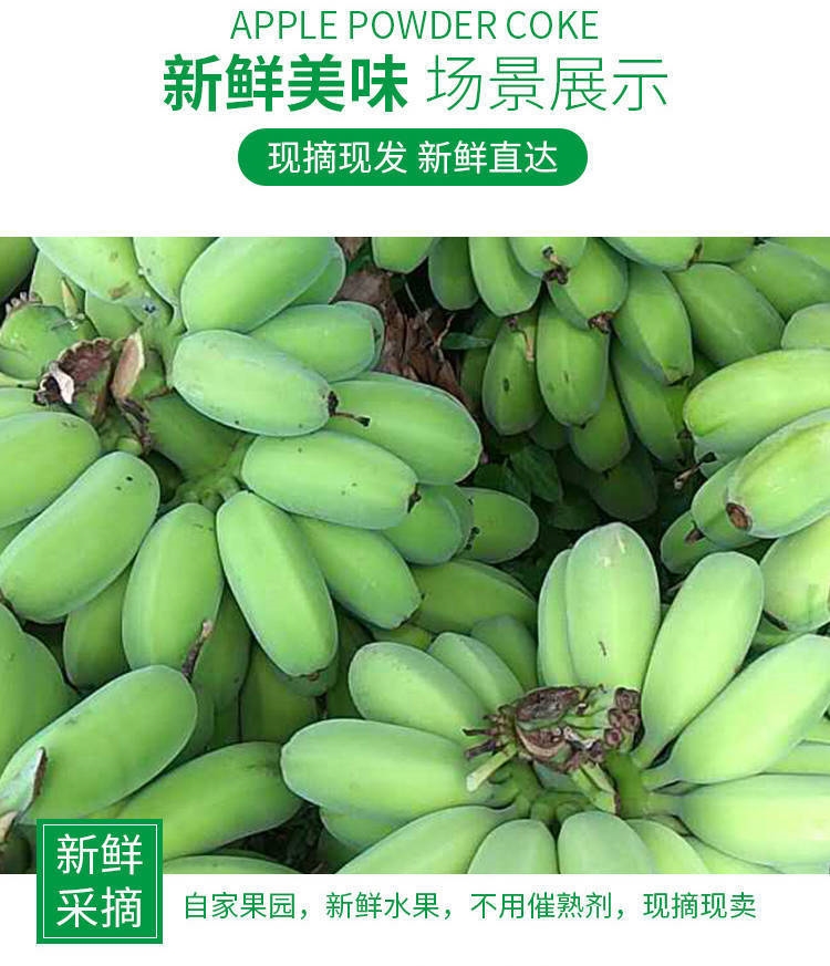 新鲜下树！苹果蕉香蕉，当季新鲜水果软糯细腻香甜绵密自然生长