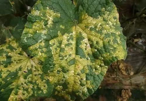 40%烯酰吗啉-悬浮烯吗药效高，霜霉疫病全去除