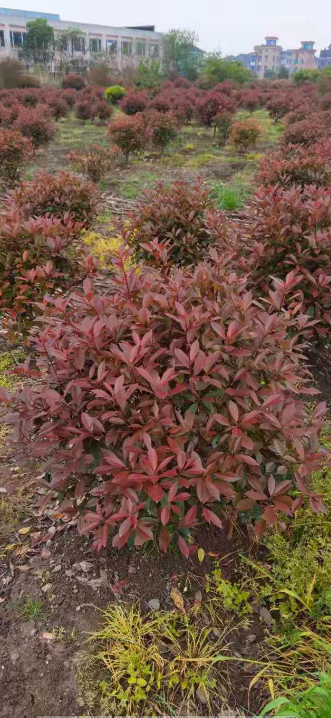 红叶石楠球苗圃直销数量充足杭州飞蓬园林工程有限公司