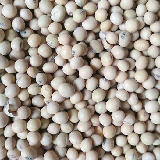 西华县黄大豆 高蛋白大豆，豆制品