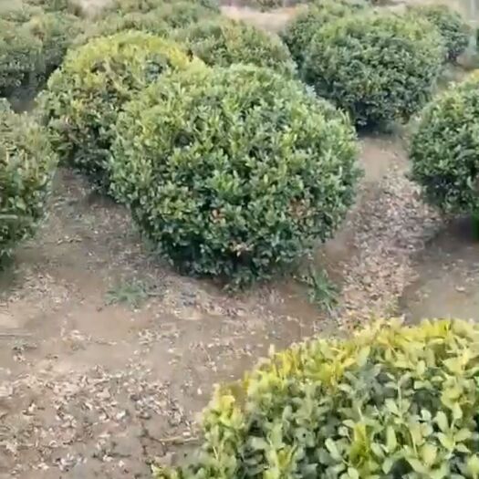 沭阳县 瓜子黄杨球